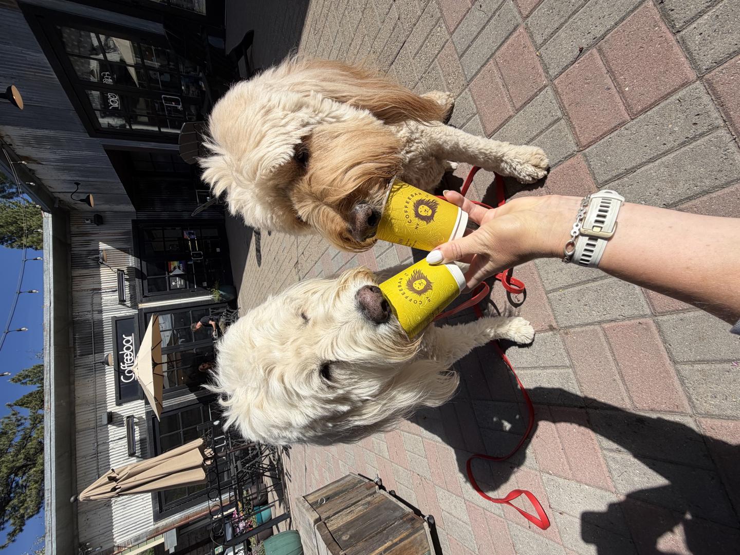 Two fluffy dogs drinking from yellow cups on a brick patio.