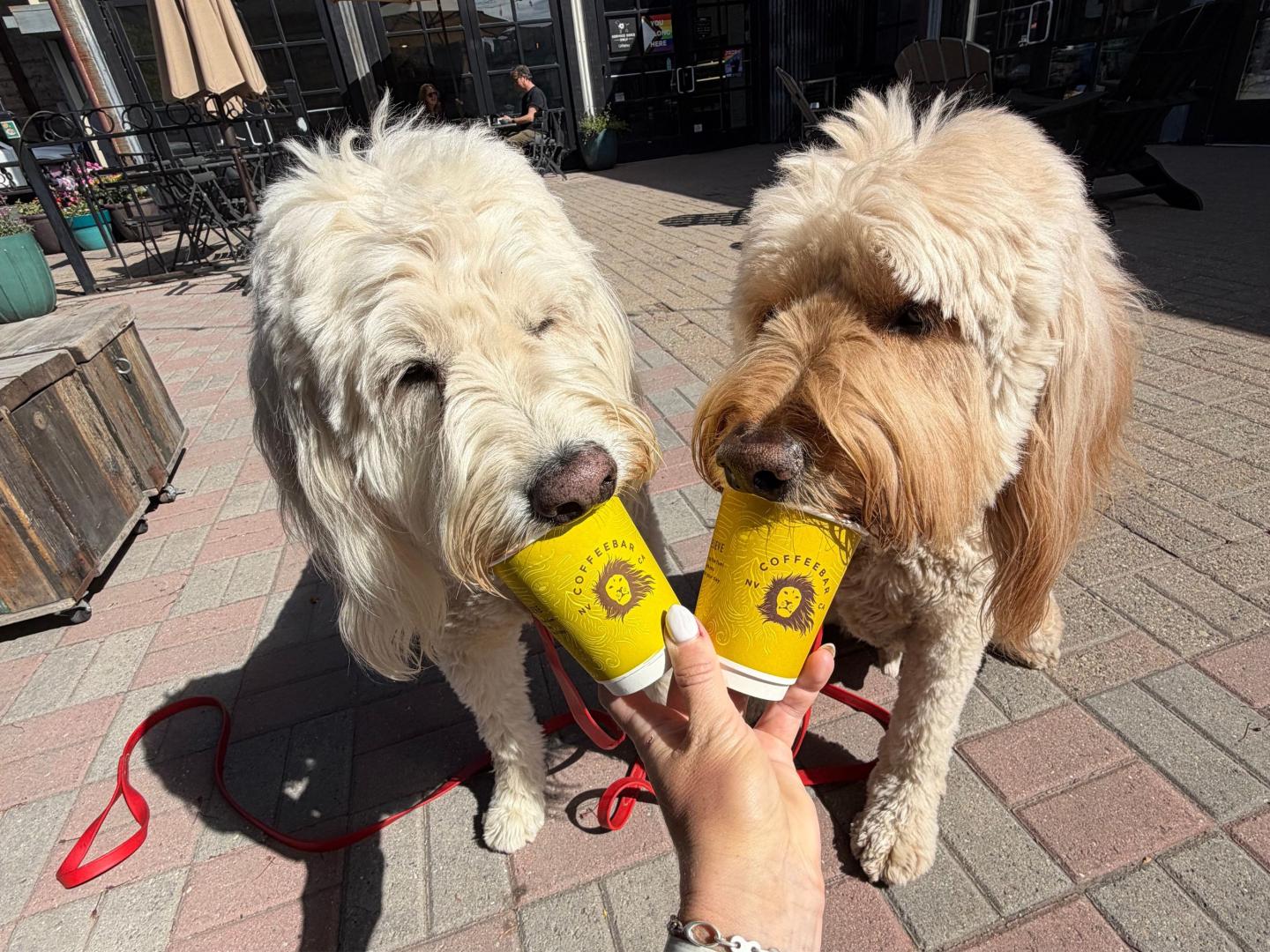 Two fluffy dogs sipping from yellow cups held by a person on a sunny sidewalk.