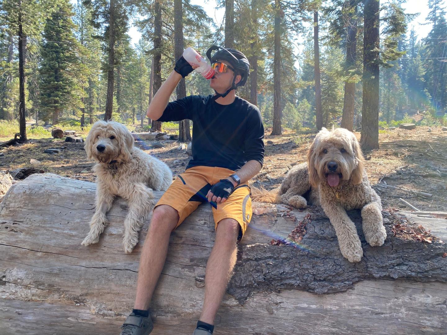 Cyclist rests on log with two dogs in a forest, drinking from a bottle.