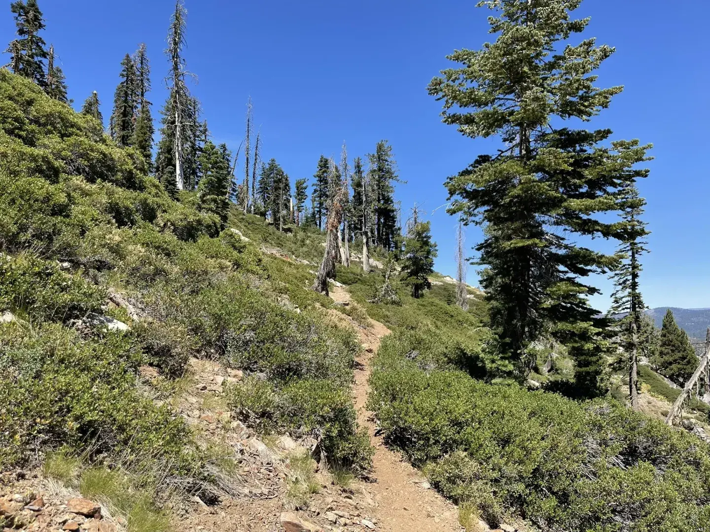 Mountain trail with trees under a clear blue sky.