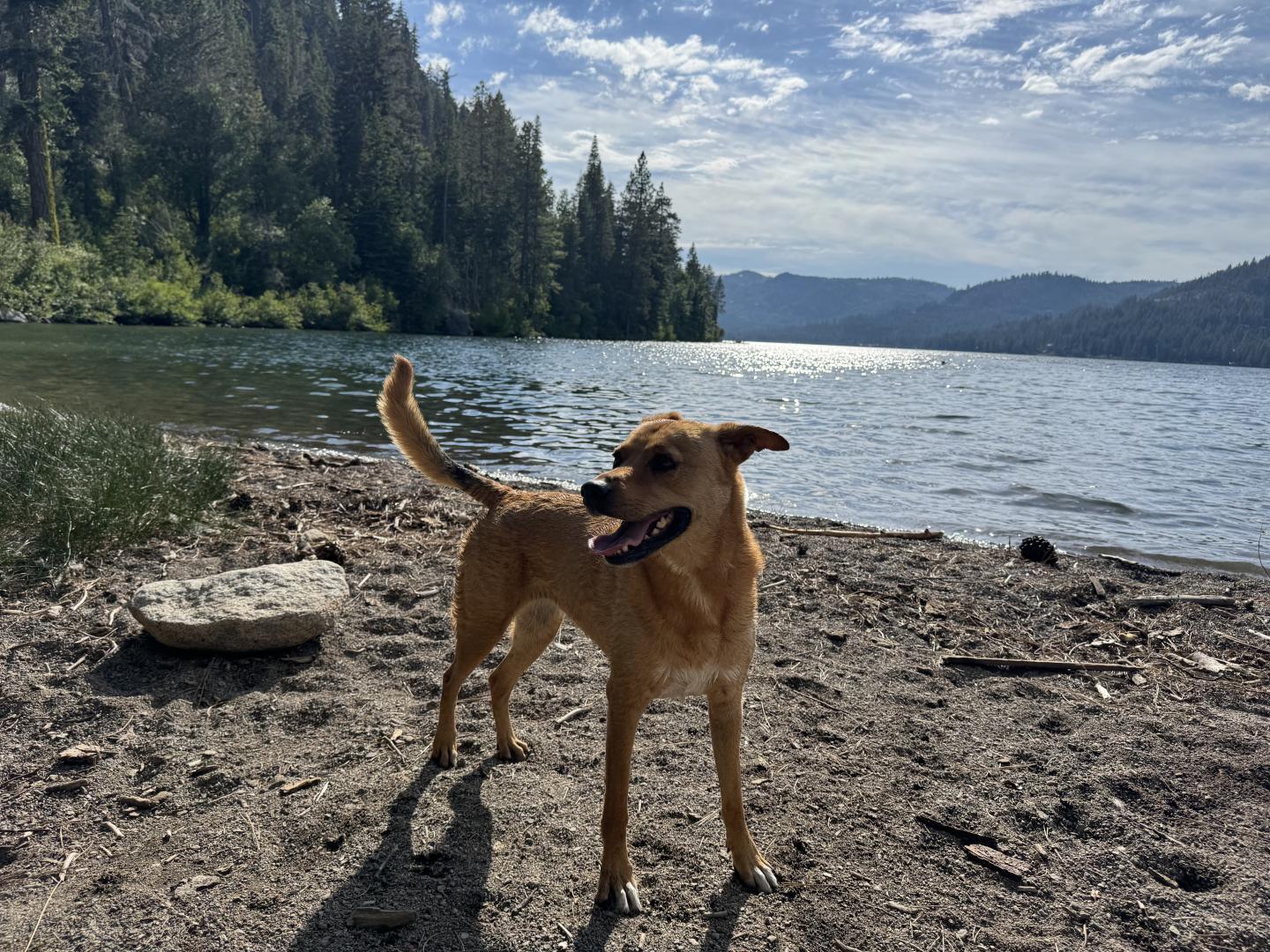 Dog standing on a sandy lake shore with trees and mountains in the background.