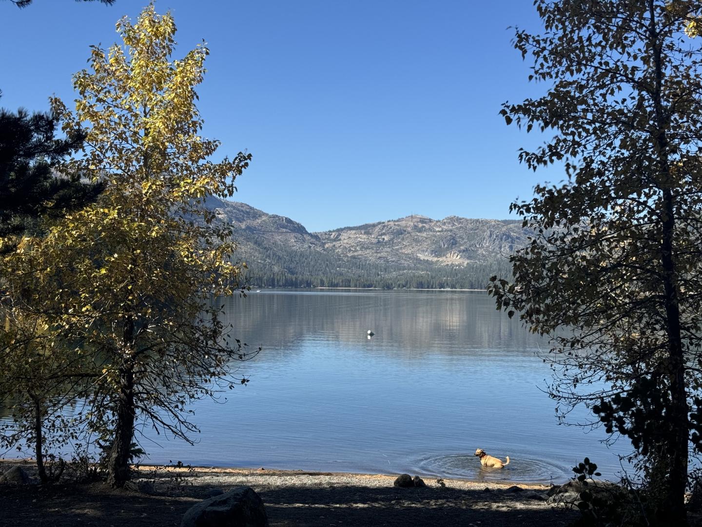 Lake with mountains and autumn trees; a dog wades in the water.