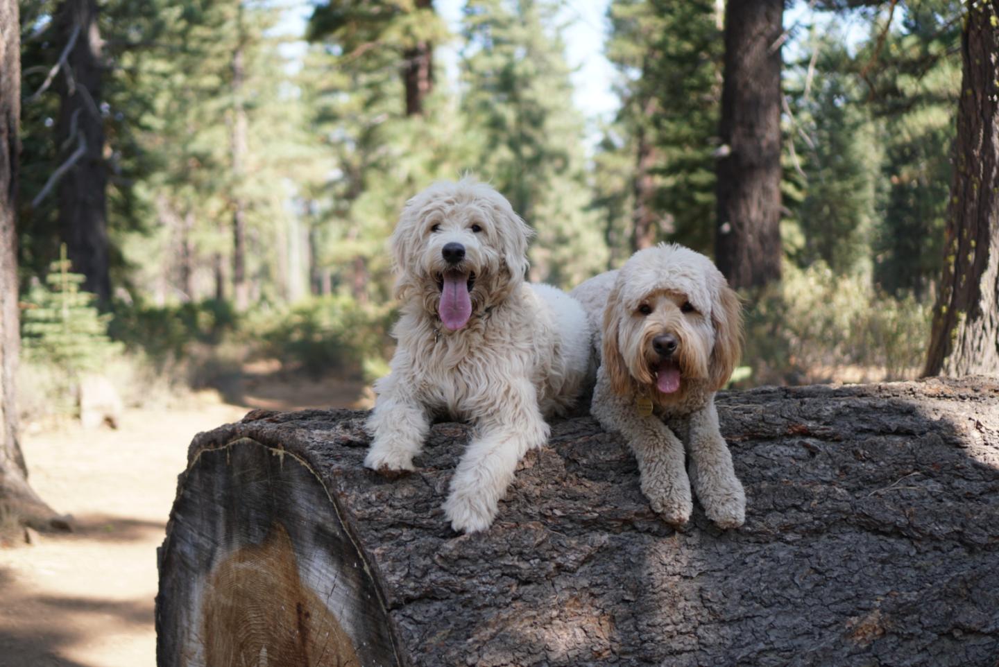 Two fluffy dogs on a large tree log in a forest.