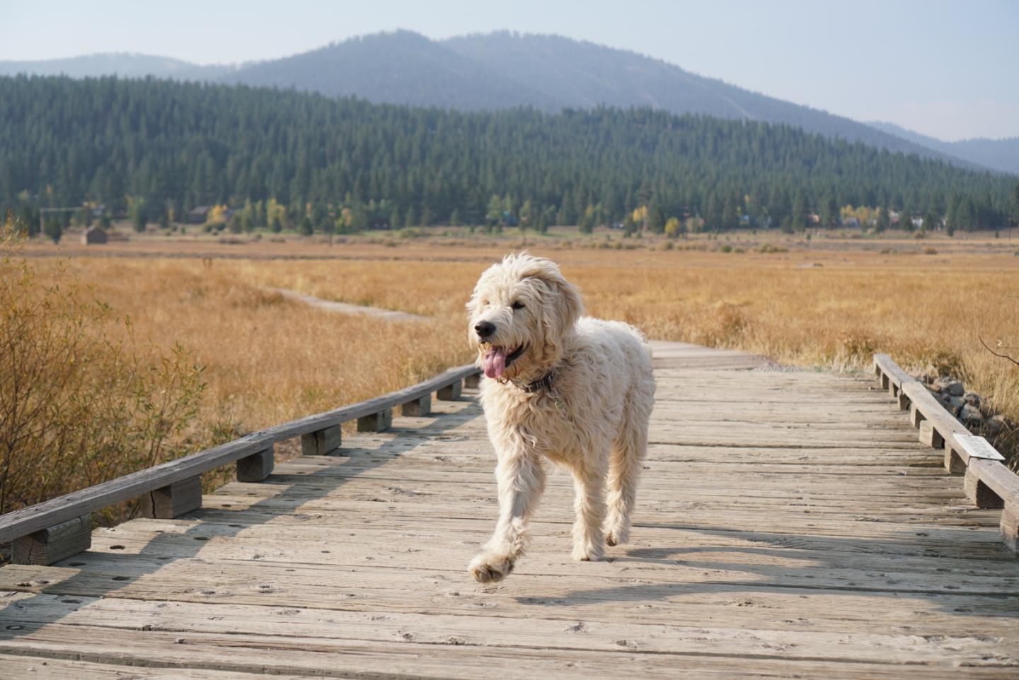 Golden retriever walking on a wooden path through a scenic meadow.