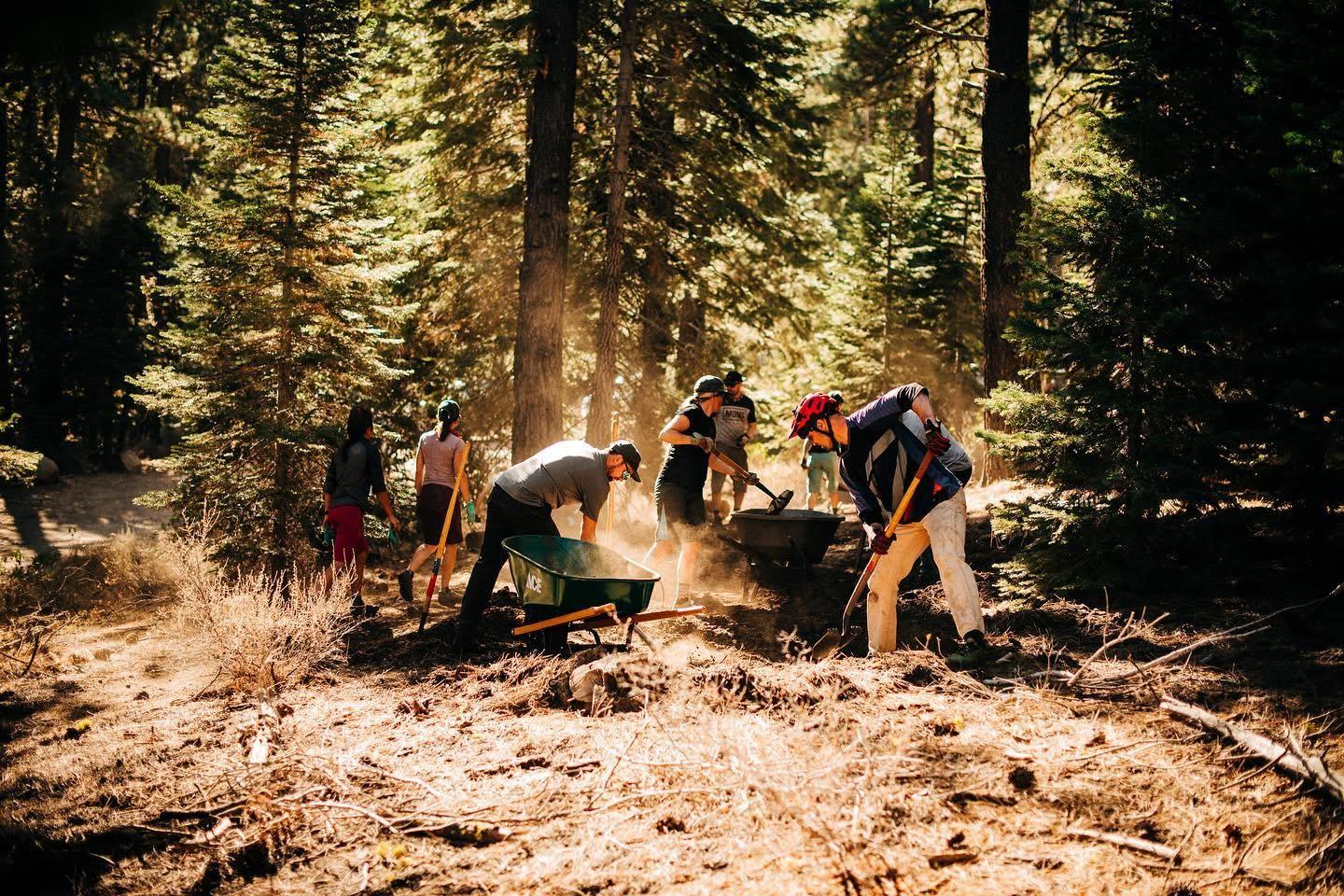 People working together in a sunlit forest clearing, shoveling dirt.