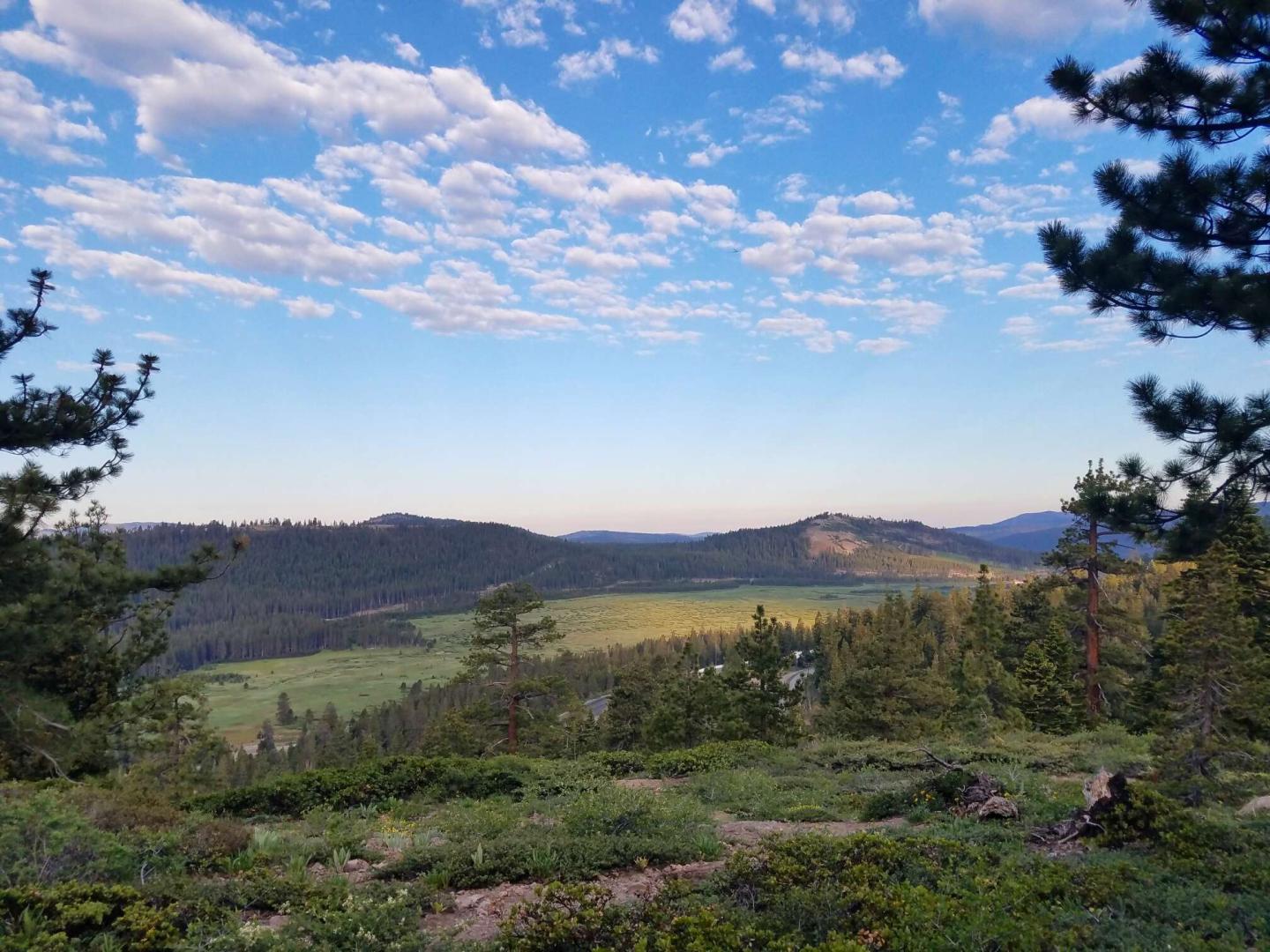 Pine trees with distant hills under a cloudy blue sky.