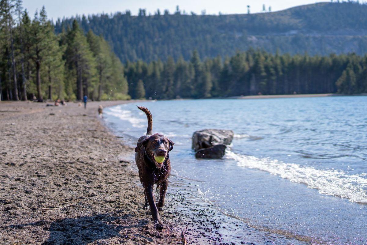 Dark brown dog with ball trots on a beach by a lake, forest in the background.