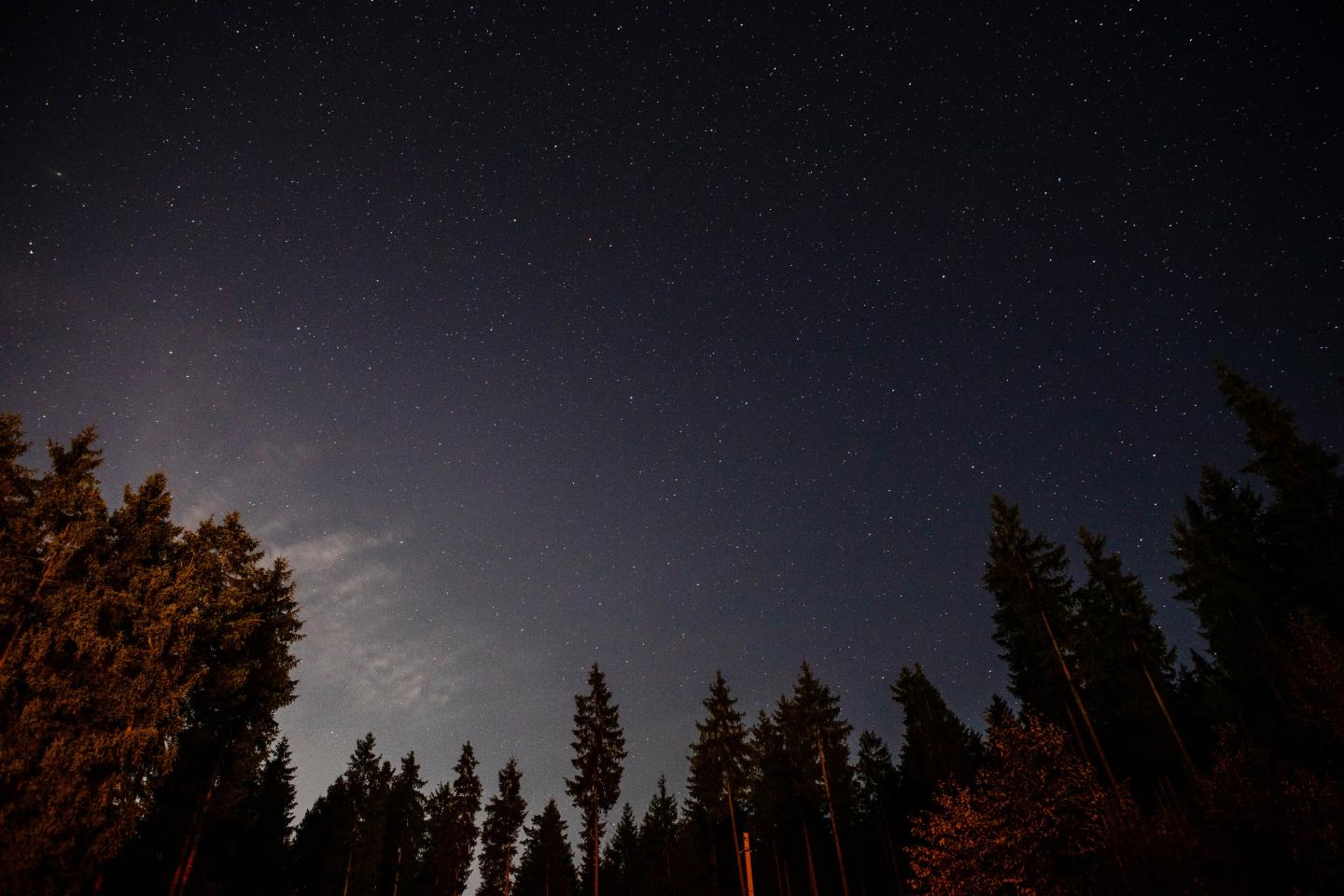 Starry night sky above silhouetted pine trees.