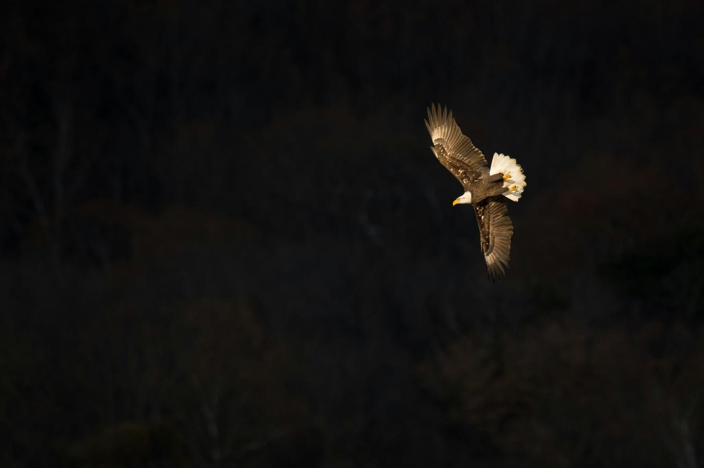 Bald eagle soaring in a dark sky.