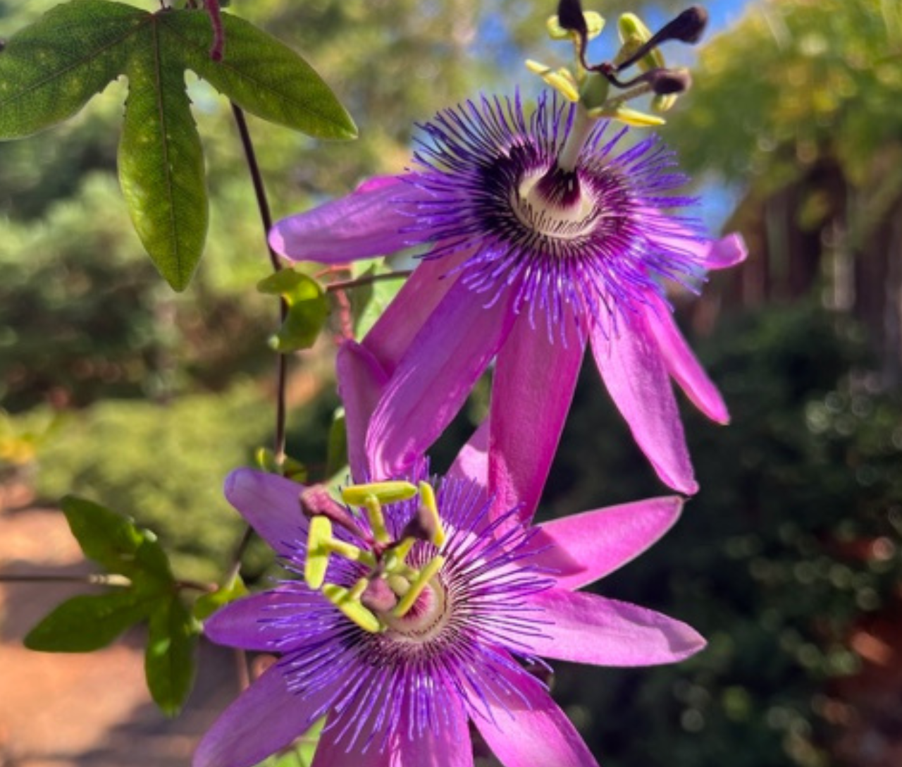 Purple passionflowers in a sunny garden.