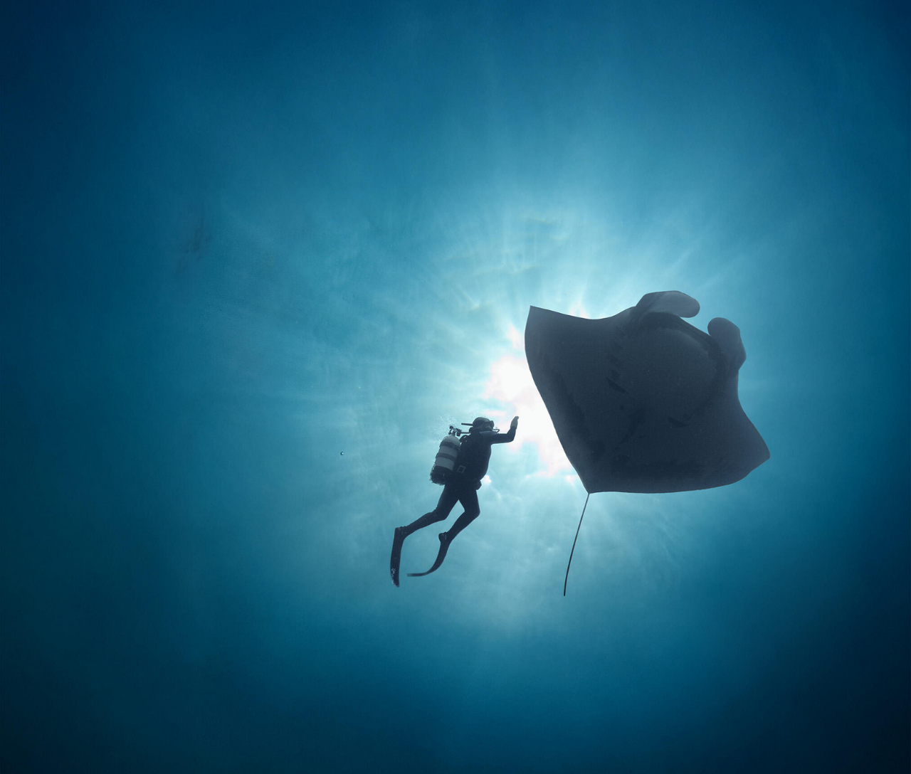 Silhouette of a scuba diver swimming beneath a manta ray toward bright surface light
