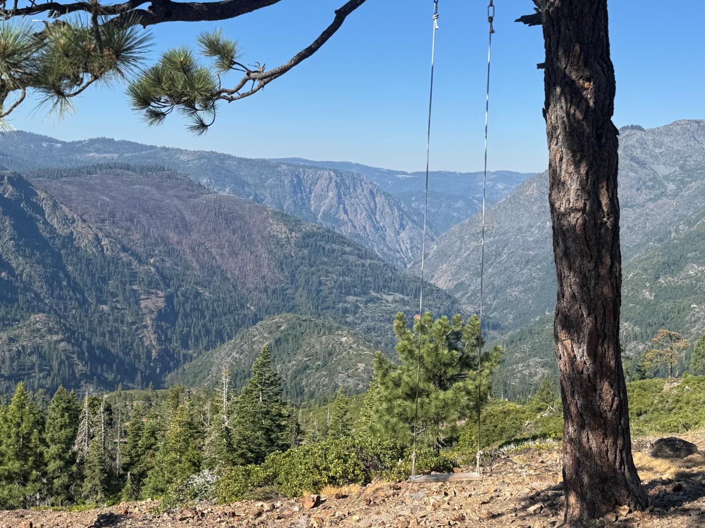 Pine tree overlooking a forested mountain valley under a clear blue sky.