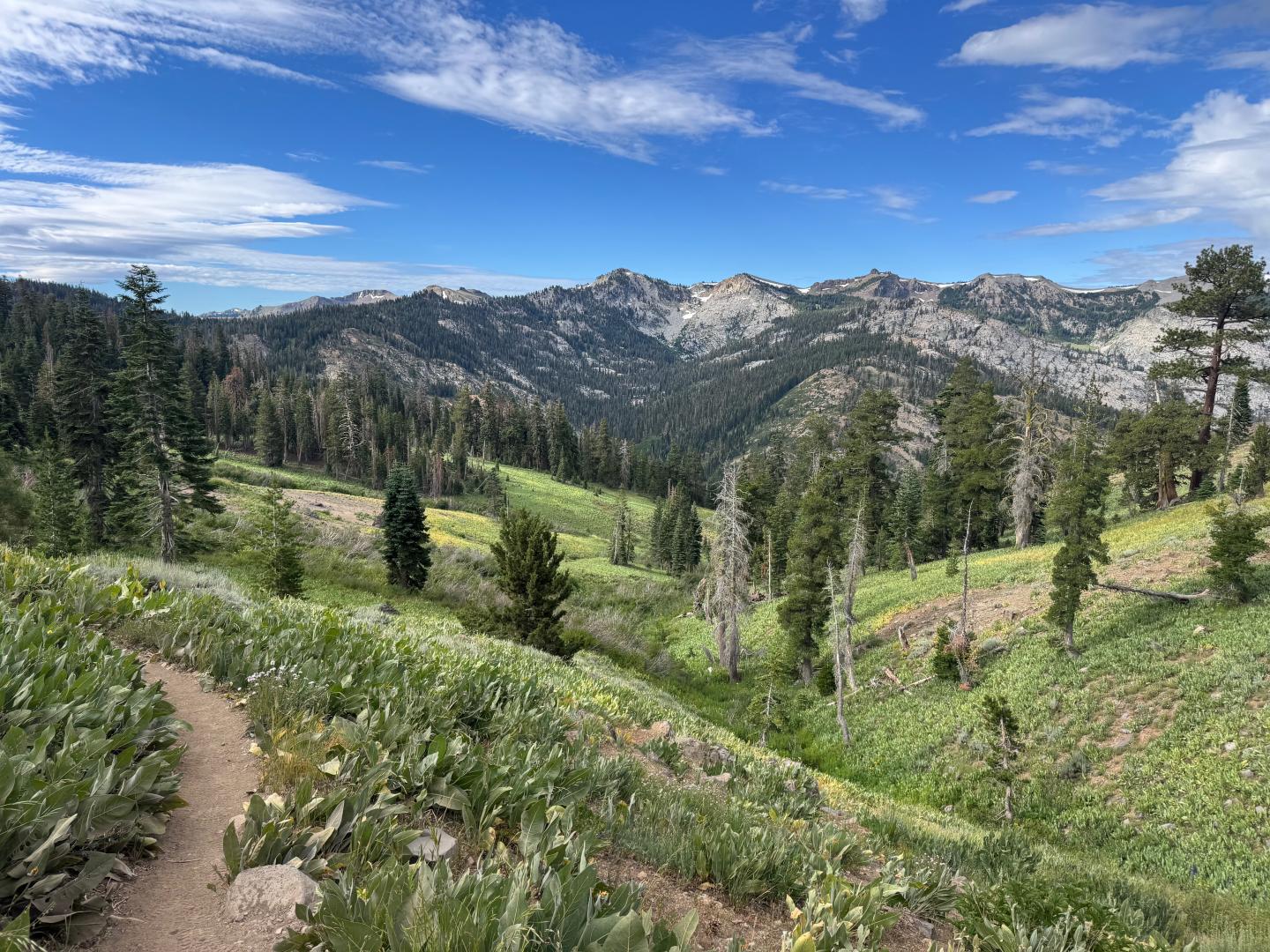 Mountain trail winding through a wildflower meadow beneath rugged peaks and blue sky.