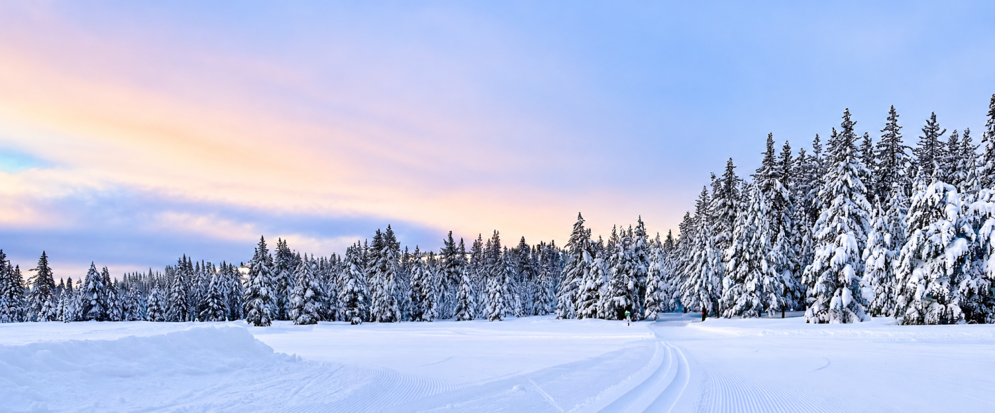 Snow-covered forest and winding tracks under a pastel winter sunrise