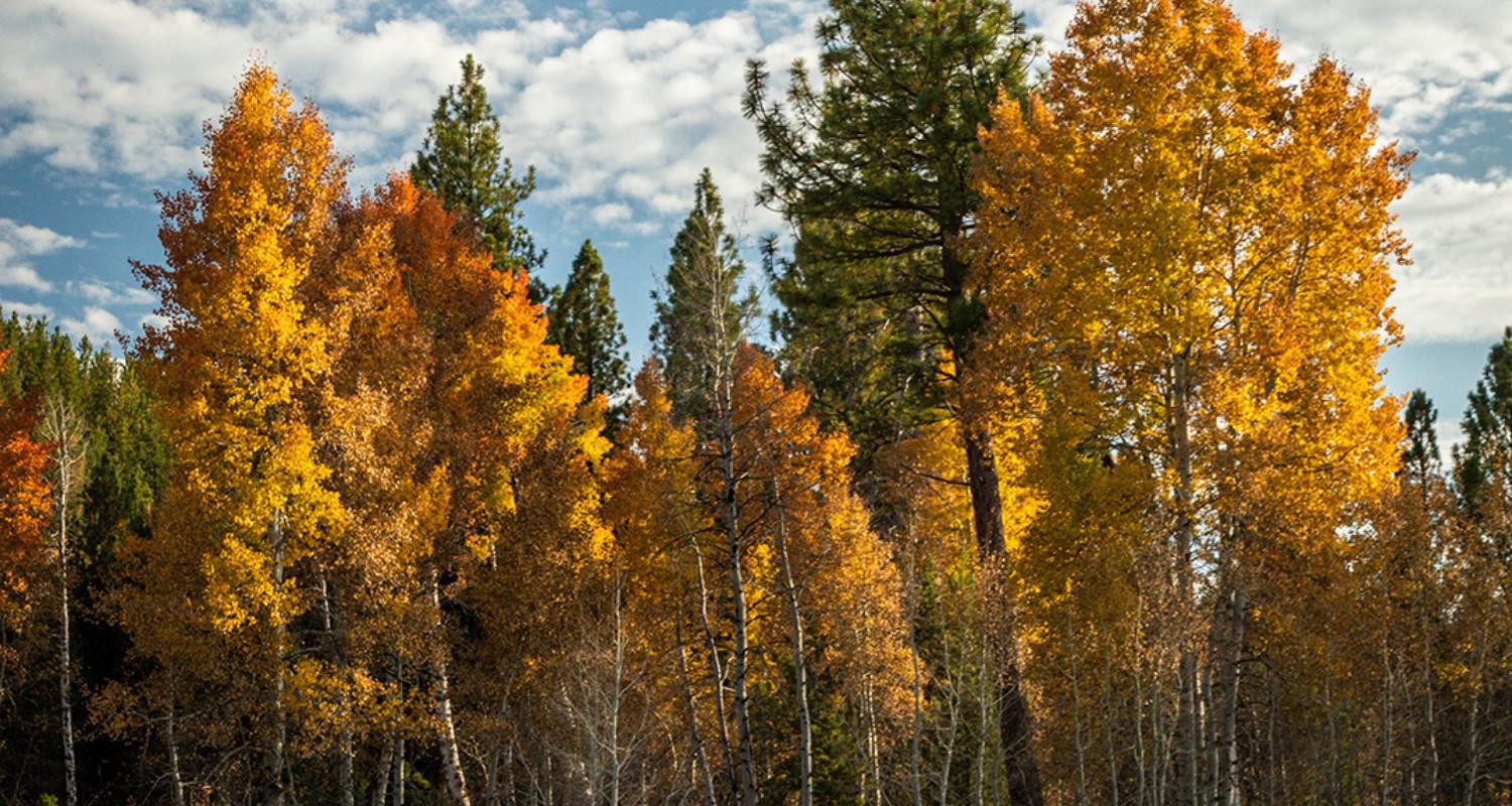 7 Easy Truckee Hikes To Take In Lake Tahoe Fall Colors Visit Truckee